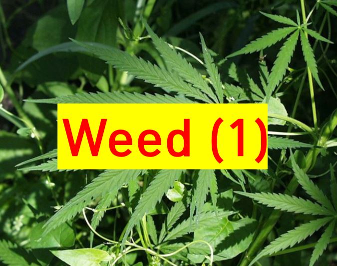 Weed 1 표기가 있는 증거 사진