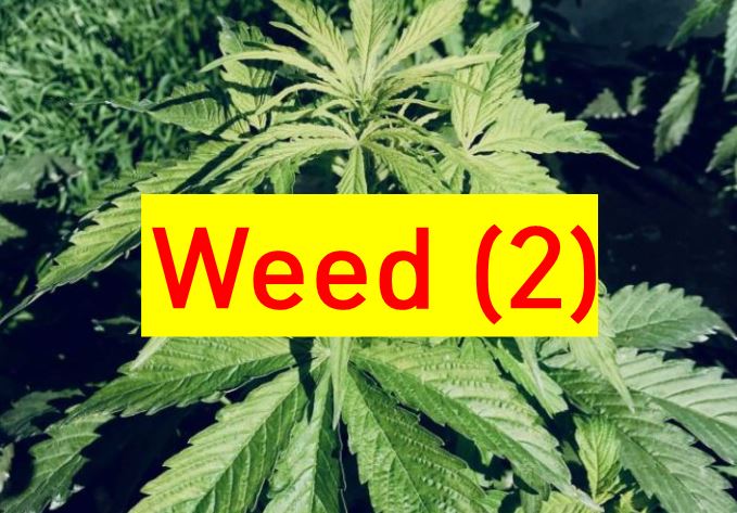Weed 2 표기가 있는 증거 사진