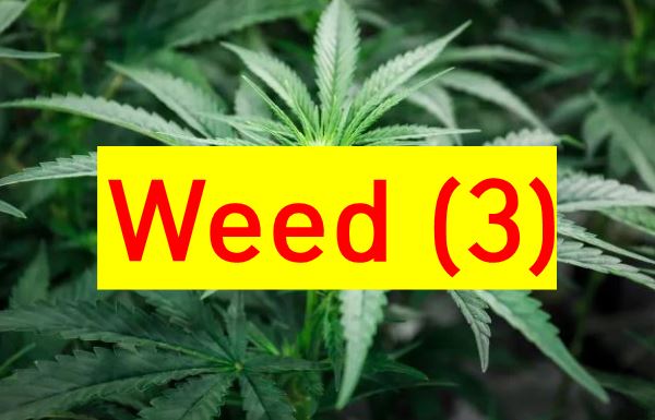 Weed 3 표기가 있는 증거 사진